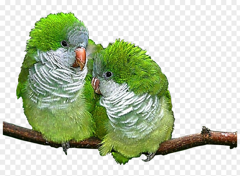 Migratory Birds Lovebird Parrot Parakeet Animal PNG