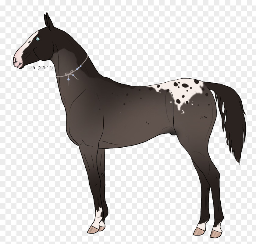 Mustang Stallion Akhal-Teke Mare Pony PNG