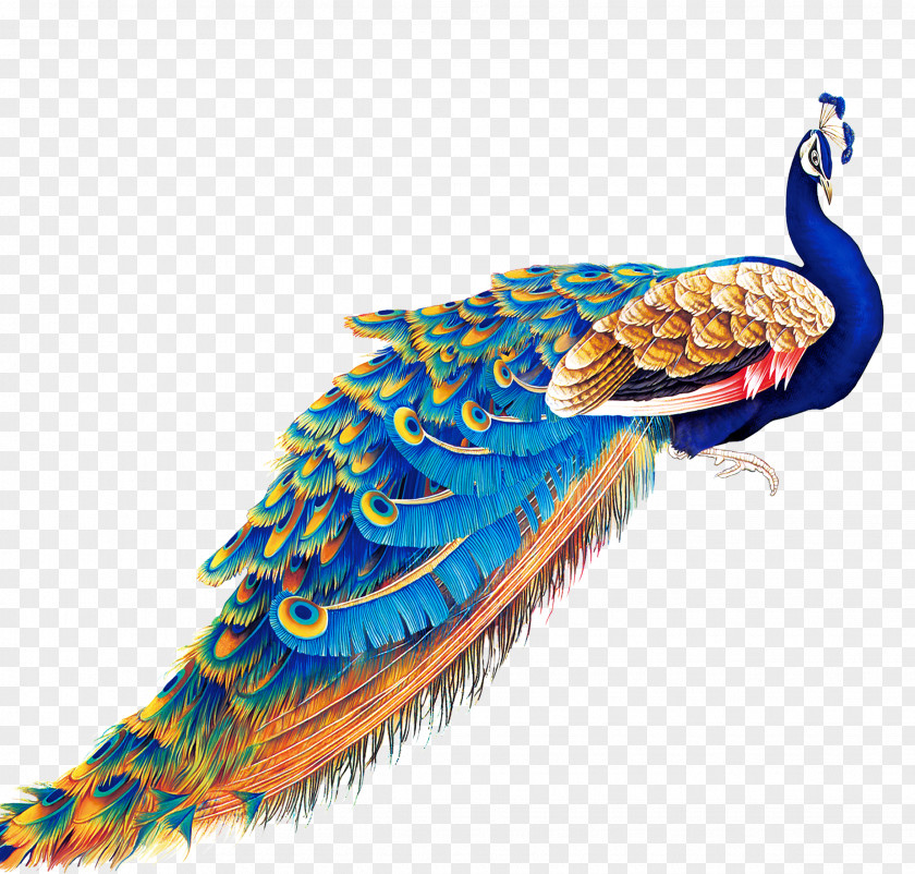 Noble Peacock Blue Peafowl Display Resolution Wallpaper PNG