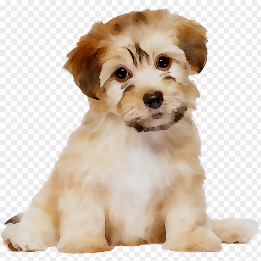 Schnoodle Cavapoo Dog Breed Havanese Little Lion PNG