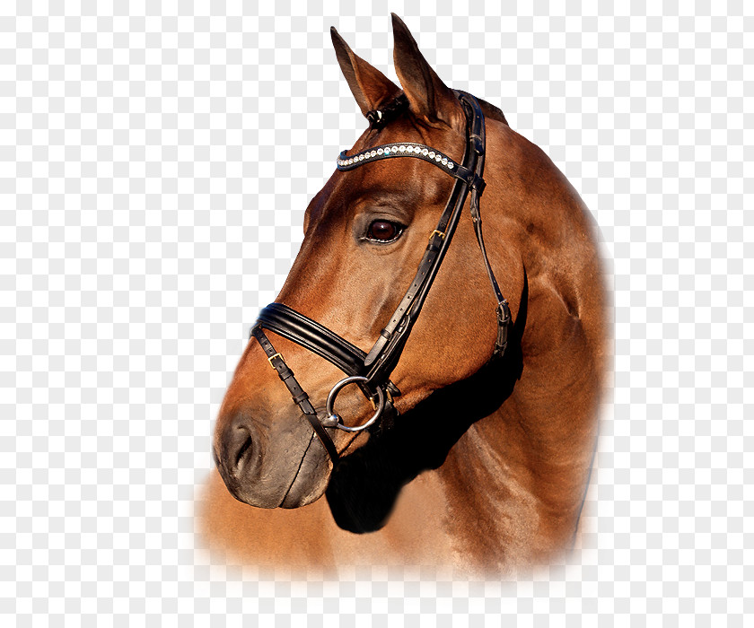 Semper Fidelis Stallion Mare Trakehner Gestüt Dekhengst PNG