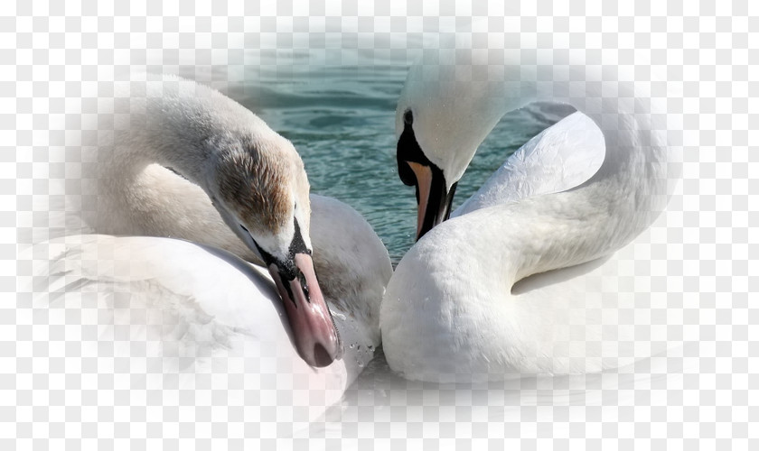 Swans Goose UXGA Desktop Wallpaper High-definition Television 1080p PNG