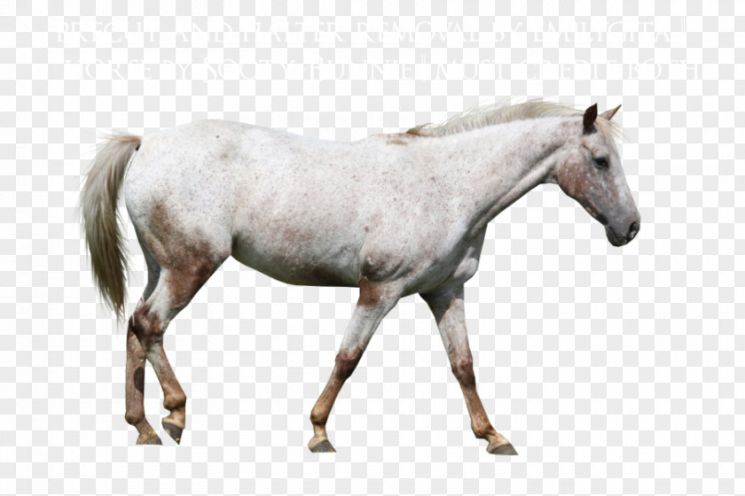 Whitehorse Mare Appaloosa Mustang Stallion Rein PNG