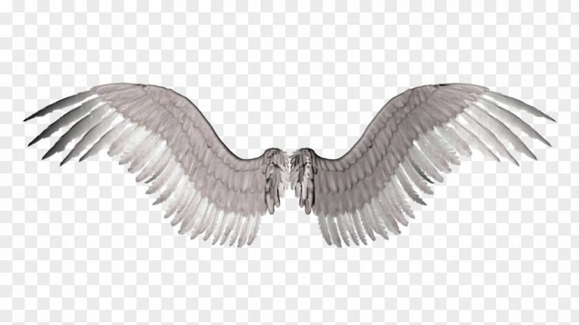 Angel Wings Photography Clip Art PNG