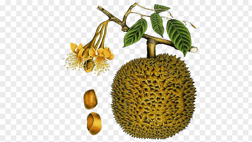 Durian Durio Zibethinus Fruit Plants Of Love: The History Aphrodisiacs And A Guide To Their Identification Use Black White Clip Art PNG