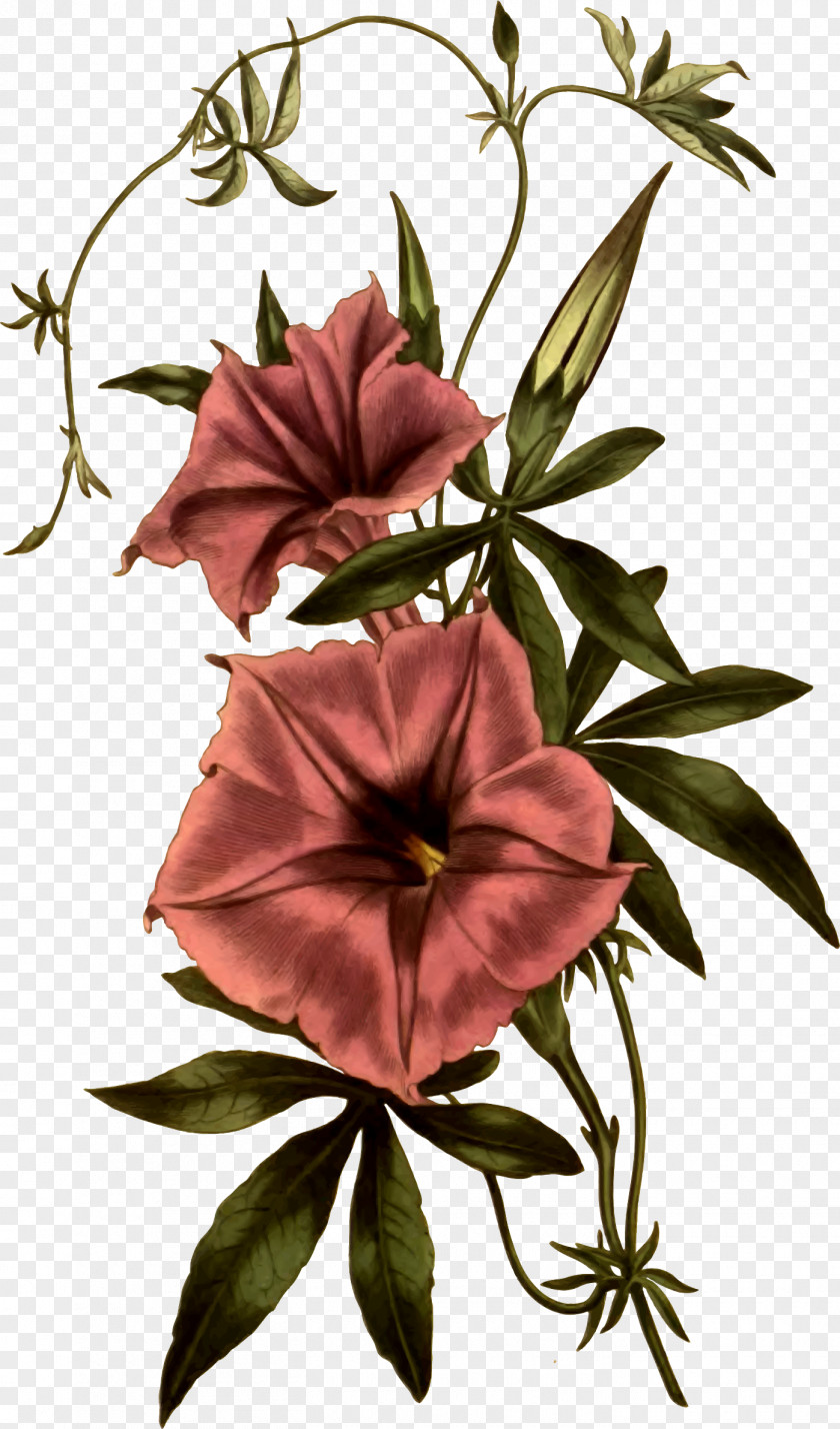 Flower Morning Glory Botanical Illustration Common Morning-glory Art Botany PNG