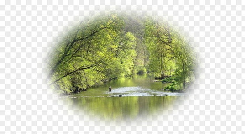 Forest Landscape Vegetation Water Resources Desktop Wallpaper PNG