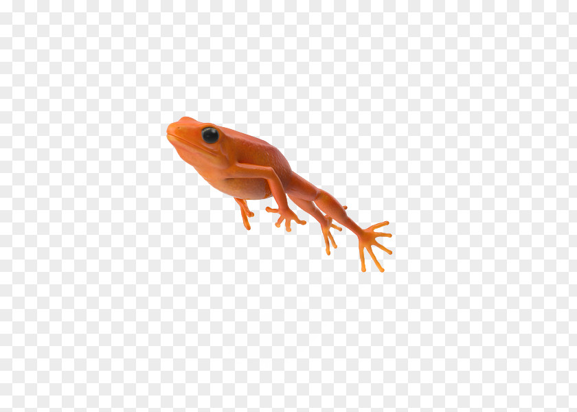 Orange Frog Jump Jumping Contest Salamander PNG