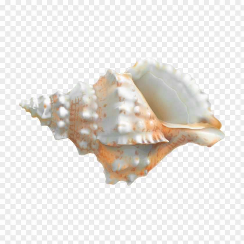 Seashell Clam Clip Art Transparency Oyster PNG