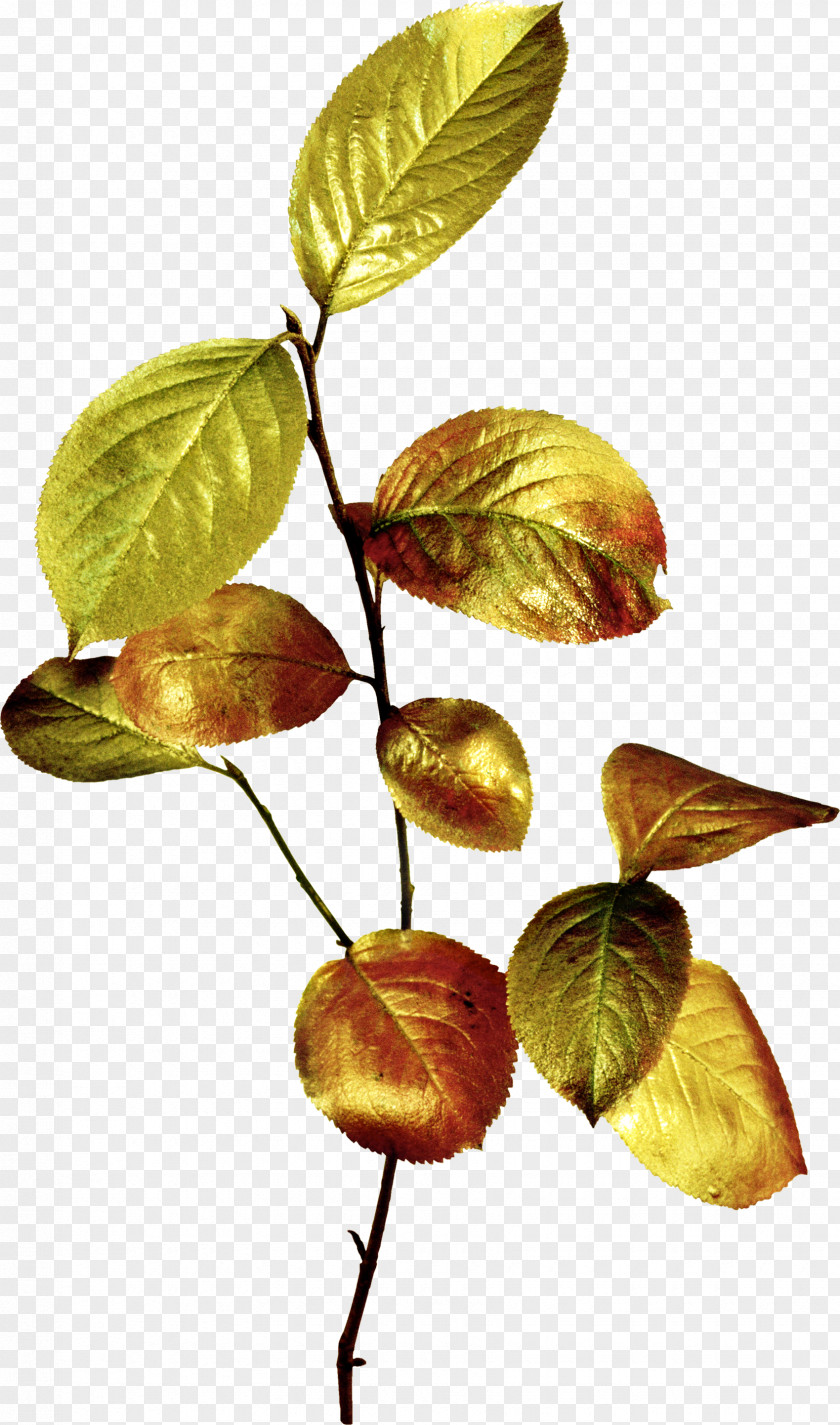 Autum Leaf Branch Clip Art Tree PNG
