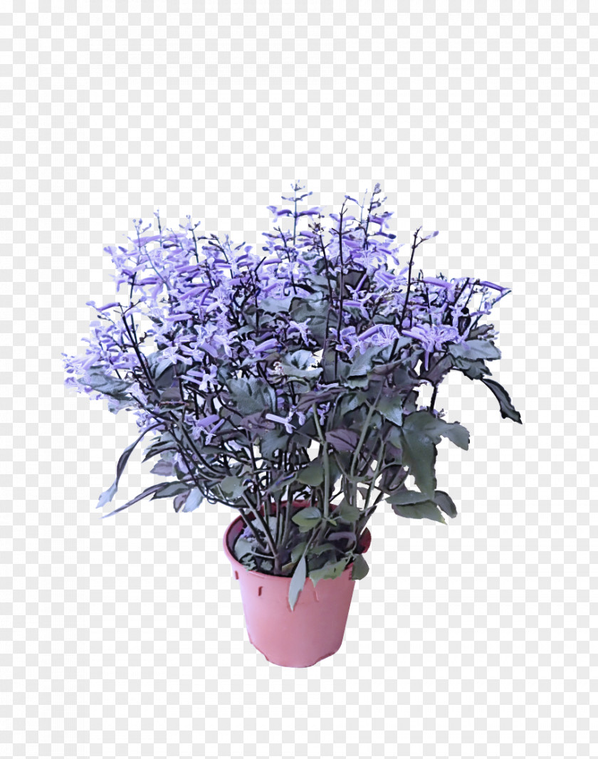 Bouquet Houseplant Lavender PNG