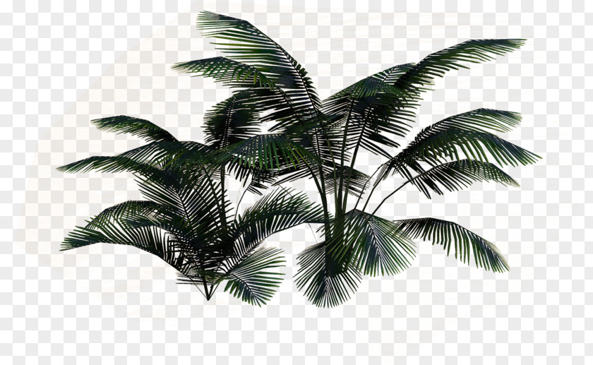Coconut Leaf PNG
