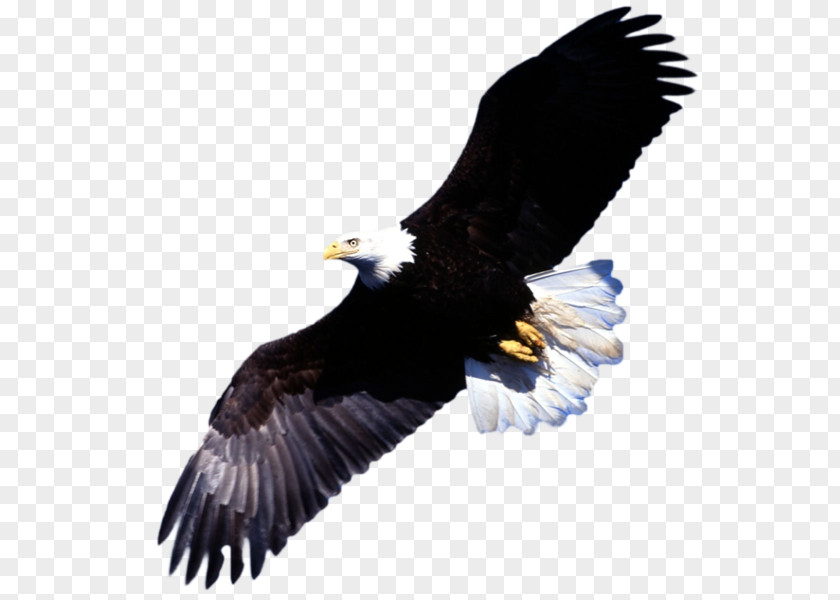 Eagle Bald Desktop Wallpaper Bird PNG