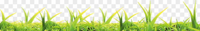 Grass Wheatgrass Energy Close-up Computer Wallpaper PNG