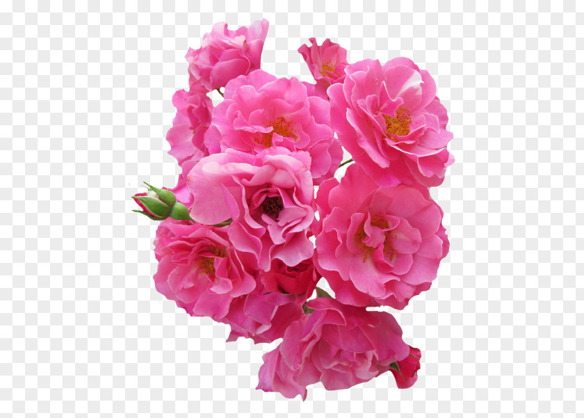 Rose Garden Roses Pink Flowers Clip Art PNG