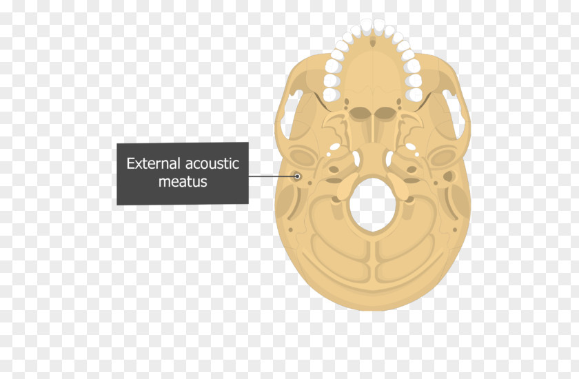 Skull Carotid Canal Mastoid Part Of The Temporal Bone Stylomastoid Foramen Occipital PNG