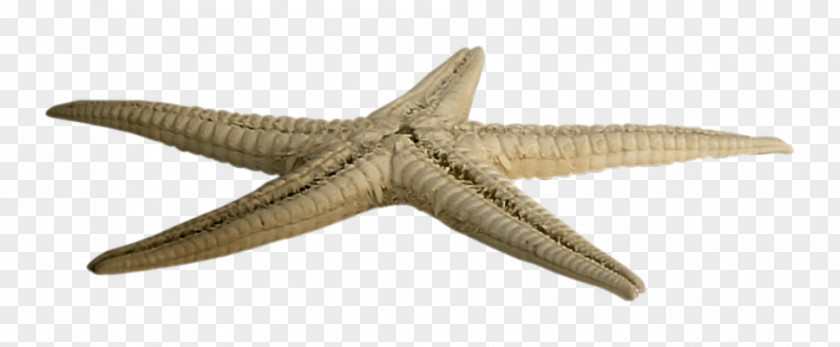 Starfish PhotoScape PNG