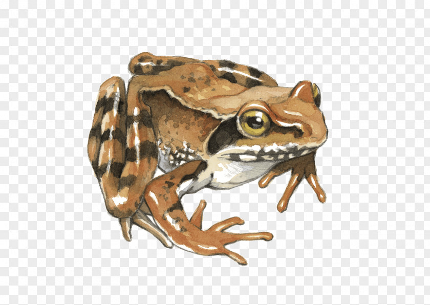 Frog Toad Common True Tree PNG