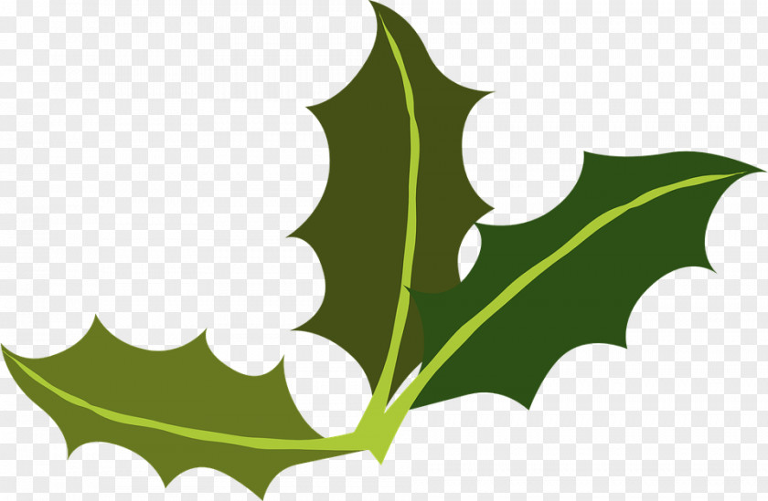 Leaf Yaupon Holly Miner Common Clip Art PNG
