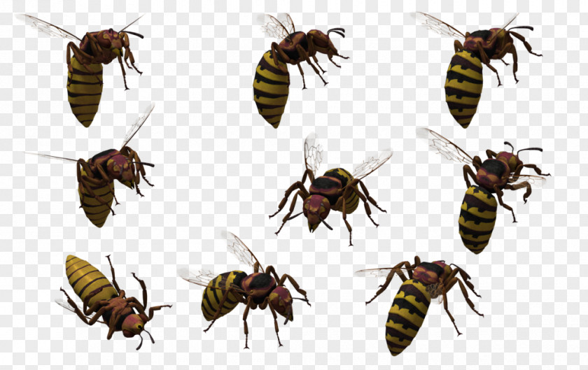 Oriental Honey Bee Insect Wasp Hornet PNG