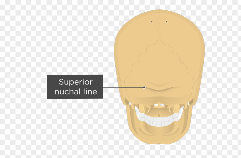 Skull Nuchal Lines Occipital Bone Ligament Plane Anatomy PNG
