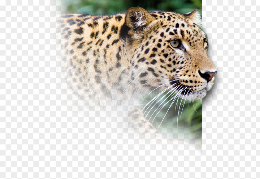 Always Persist Firmly In Snow Leopard Jaguar Cheetah Horse PNG