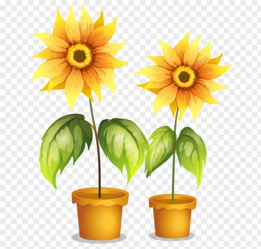 Flower Flowerpot Stock Photography PNG