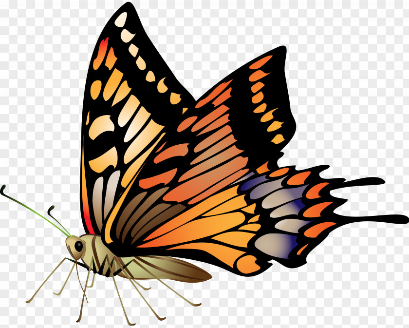Insect Butterfly Drawing Clip Art PNG
