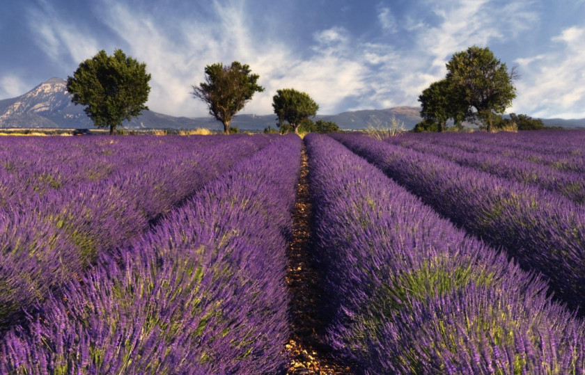 Lavender Provence Southern France English Travel Tourist Destination PNG