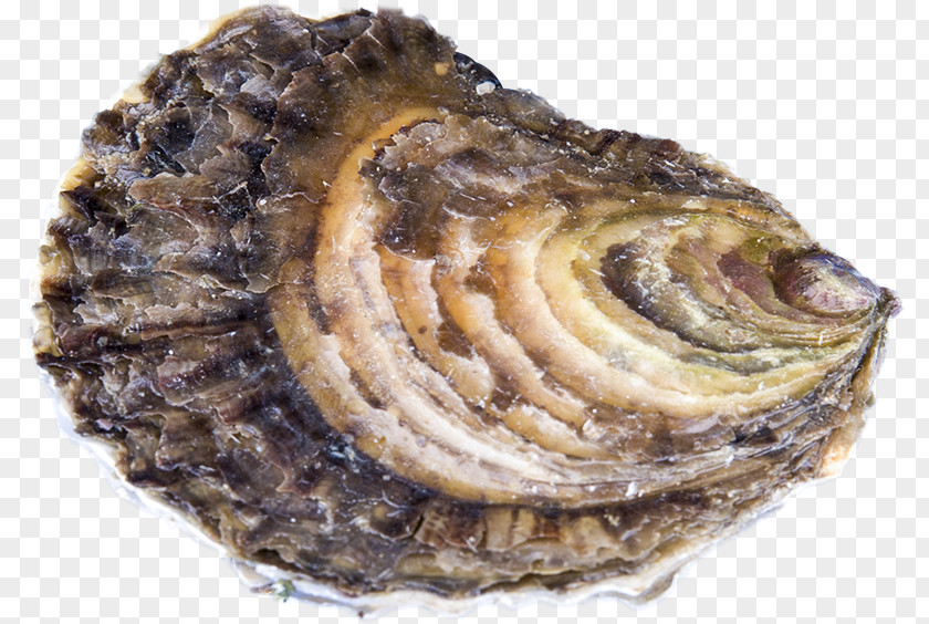 Moules Oyster Farming Clam Mussel Ostrea Edulis PNG