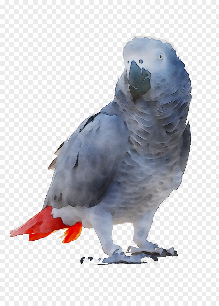 Parakeet Feather Beak Fauna PNG