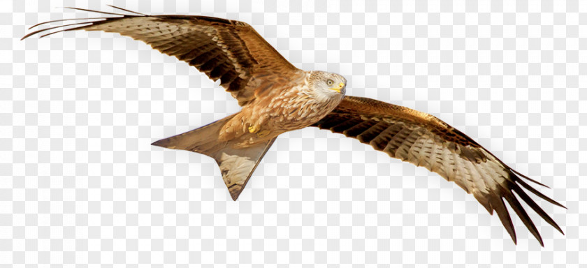 Red Kite Eagle Hawk Common Buzzard Vulture PNG