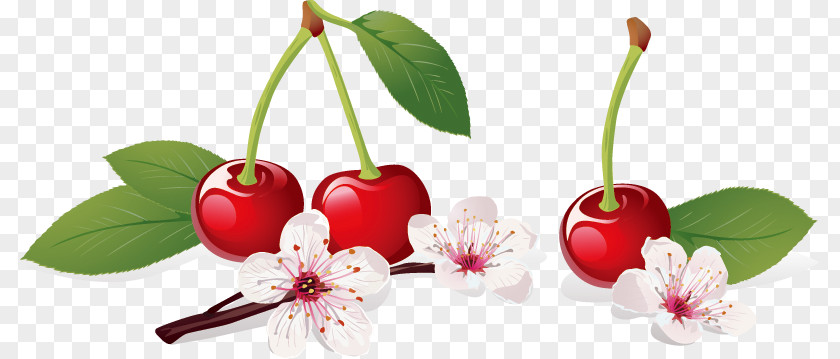 Vector Cherry Blossom Illustration PNG