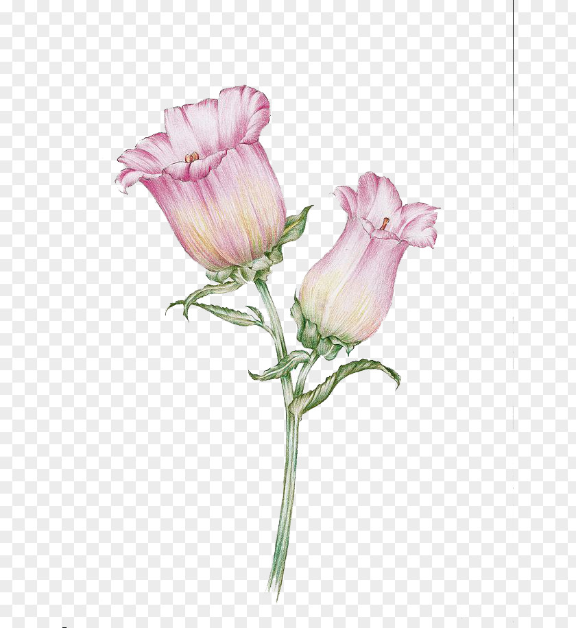 Watercolor Flowers PNG