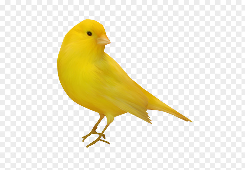 Bird Domestic Canary Clip Art PNG