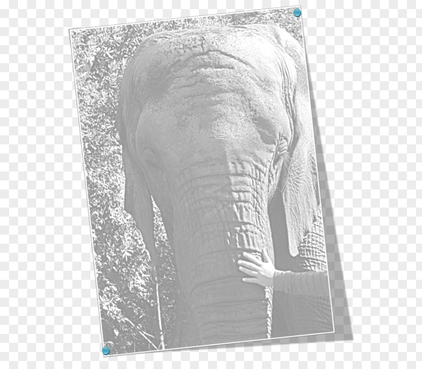 Elephant Leader Indian African Drawing Curtiss C-46 Commando Elephantidae PNG