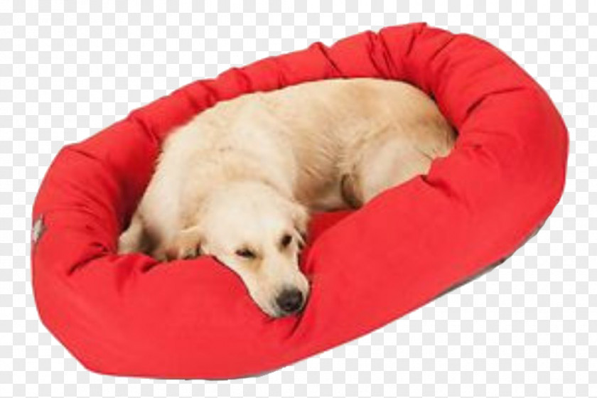 Golden Retriever Labrador Puppy Cat Dog Breed PNG