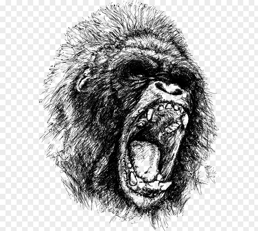 Gorilla Sketch Vector Ape King Kong Drawing Anger PNG
