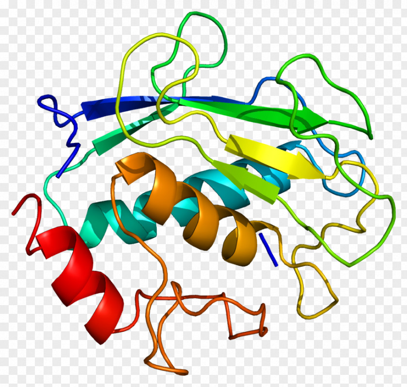 Matrix Metalloproteinase MMP8 Collagenase Horseradish Peroxidase PNG