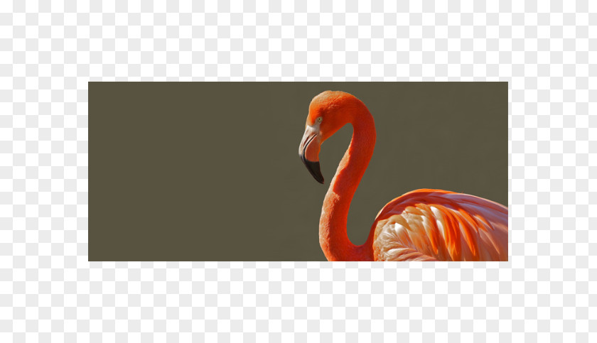 Shopping Shading Bird Greater Flamingo Clip Art PNG