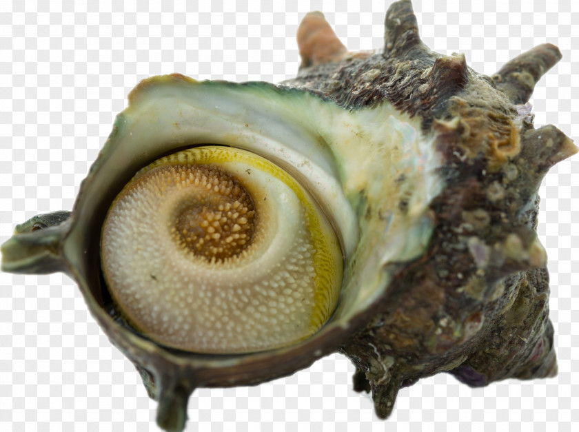 Conch Seafood Turbo Cornutus PNG