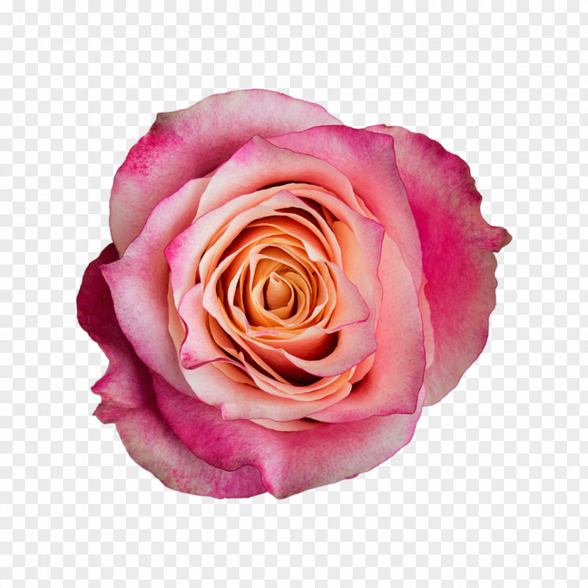 Lois Lane Garden Roses Cabbage Rose Floribunda Cut Flowers Pink PNG