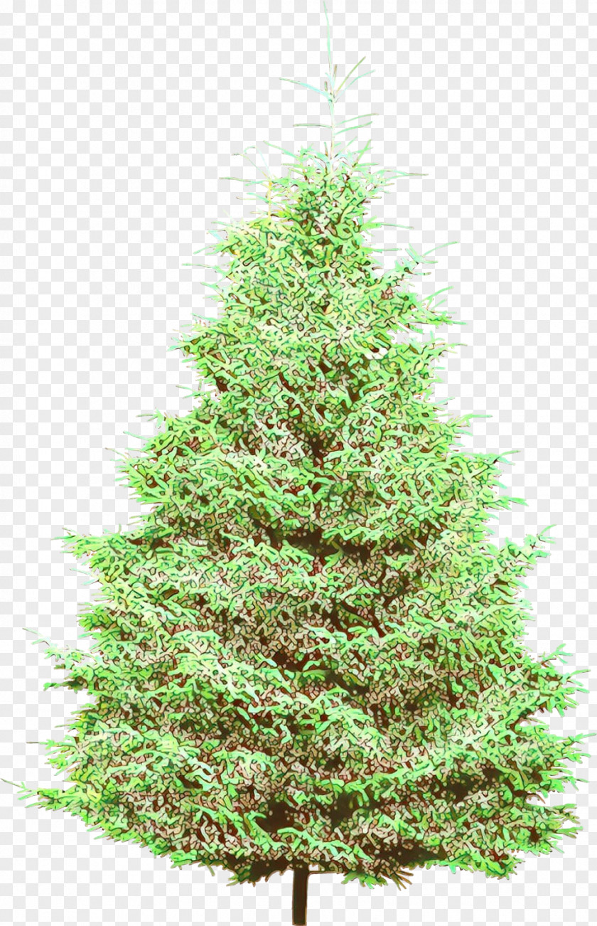 Arizona Cypress Canadian Fir Christmas Tree PNG
