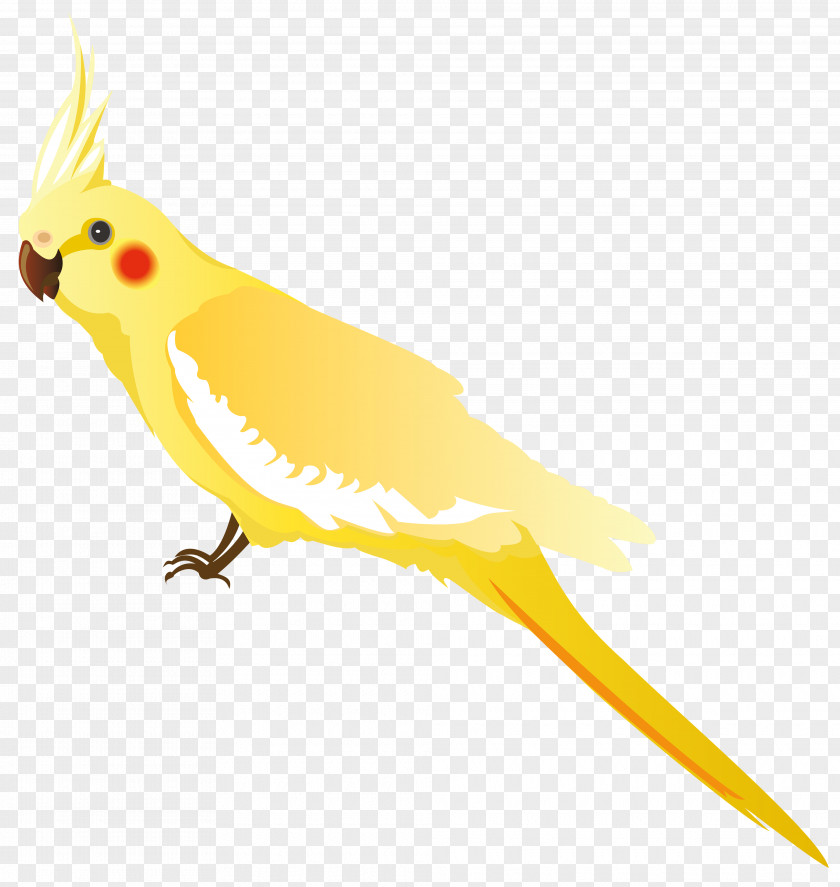 Birds Parrot Bird Budgerigar Cockatiel Clip Art PNG