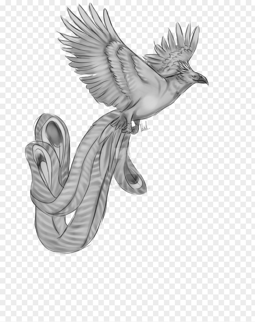 Flame Bird Of Prey Visual Arts Beak Sketch PNG