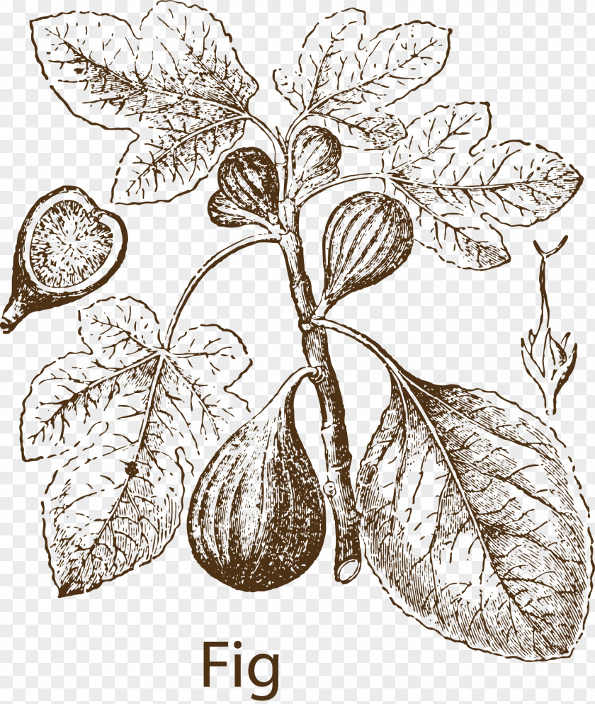 Fruit Herbs Common Fig Leaf Clip Art PNG