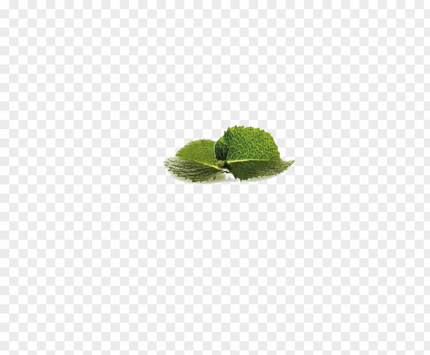Mint Leaf Green Pattern PNG