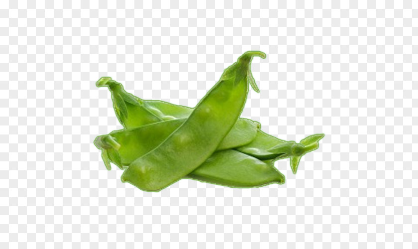 Vegetable Snow Pea Snap Edamame Green Bean PNG