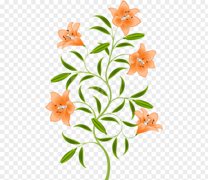 Wildflower Plant Stem Easter Lily Background PNG