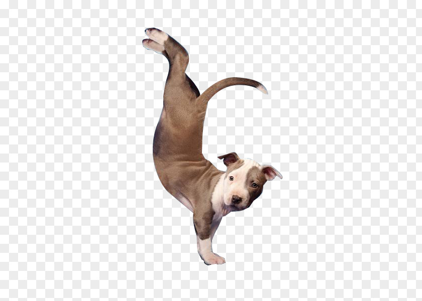 Yoga Puppy Italian Greyhound Dog Breed Pet Sitting PNG